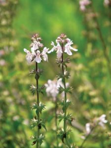 Dear MOTHER: Therapeutic Planting Image